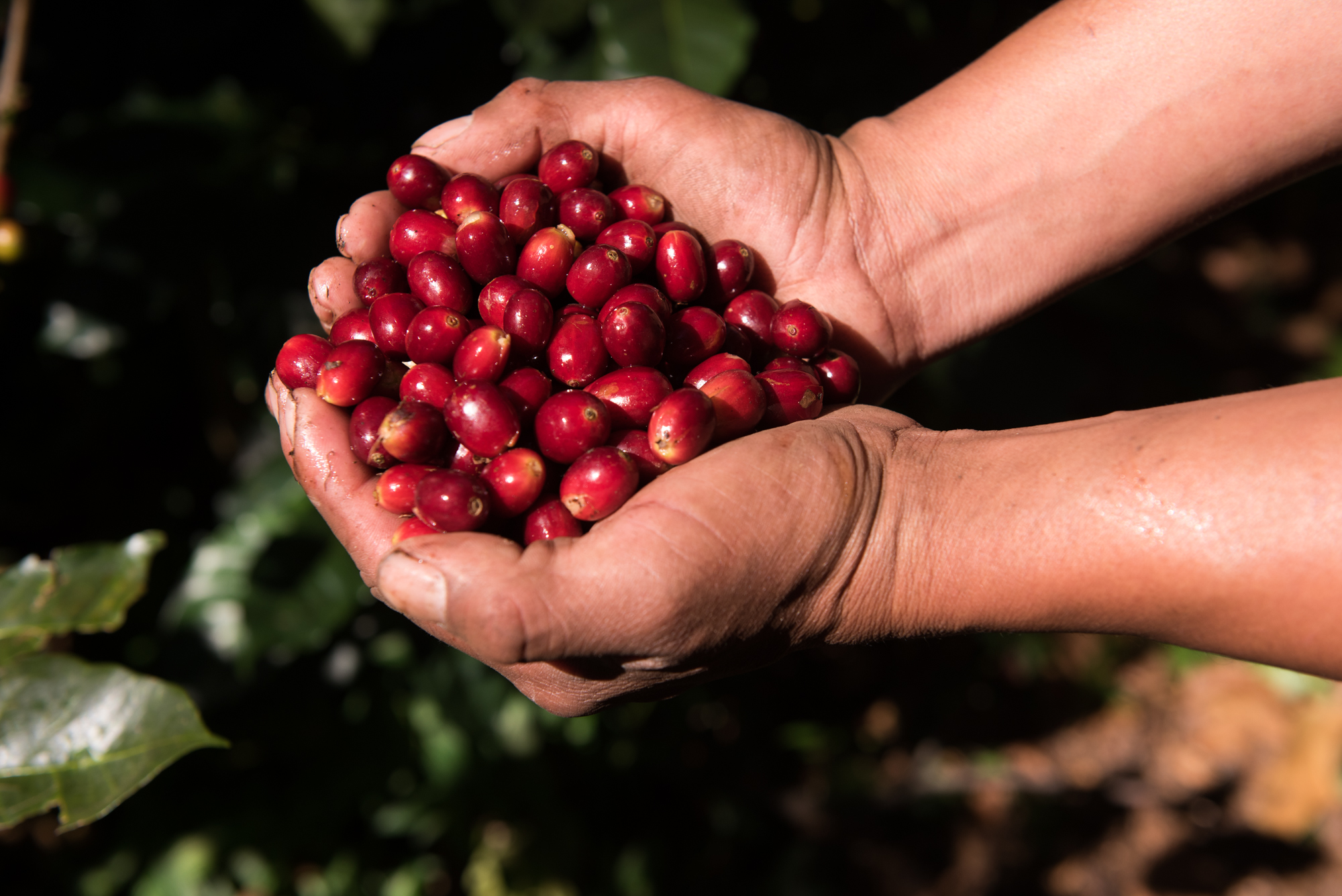 Story behind this product