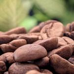 Panama Terroir - lot 2