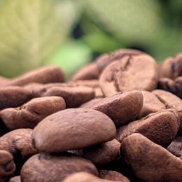 Panama Terroir - lot 2